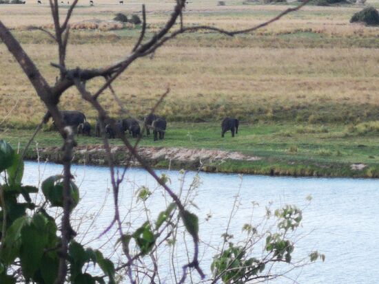 Eine ganze Elefantenfamilie sucht das Wasser.