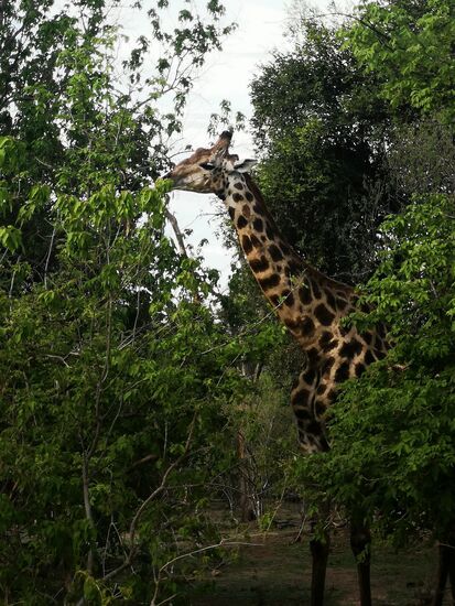 Dem Giraffenbullen schmecken die durch den Regen genässten frischen Blätter.