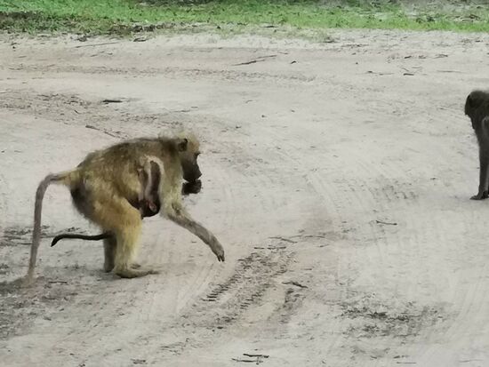 Die eine Mama säugt ihr Junges beim Ameisensammeln und