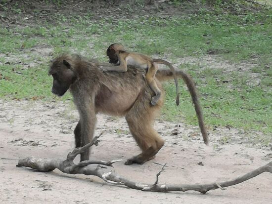 die andere Mama trägt ihr Junges auf dem Rücken.