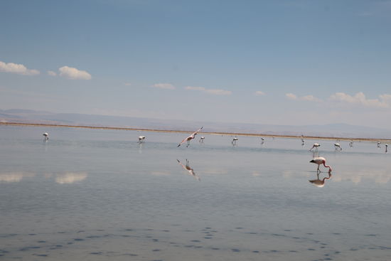 Lagune mit Flamingos.