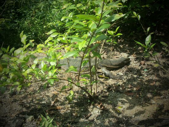 Ein Bindenwaran im Schlamm