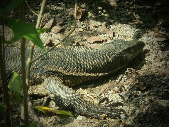 Nahaufnahme vom Waran