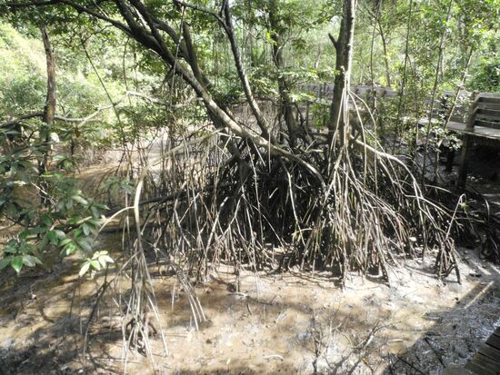 Im Mangrovenwald