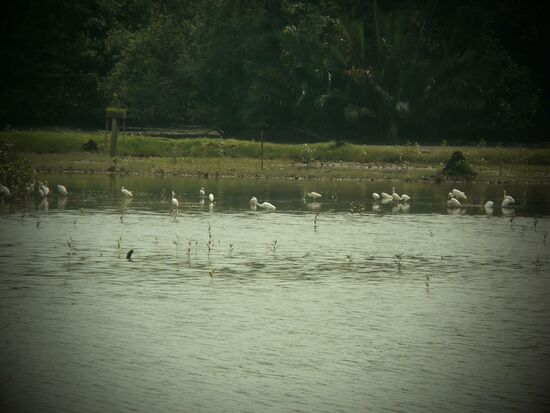 Reiher im Sumpf