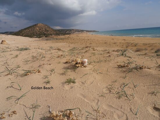 The "Toy Boys" on the beach