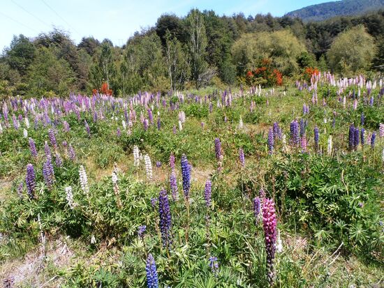 Lupinenfeld nahe der Ortschaft Manzanar