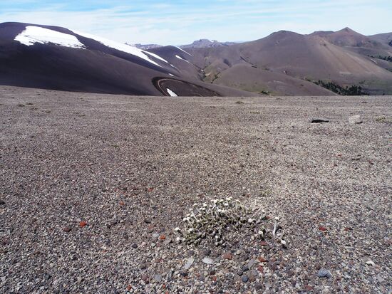 Chilenisches Edelweiß auf der Passhöhe