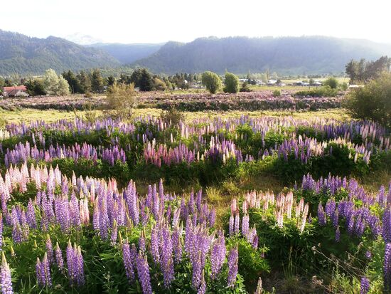 Lupinenfelder bei nahe der Ortschaft Malalcahuello