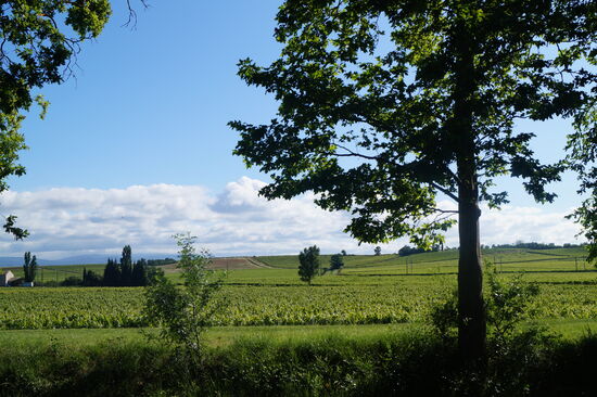 Links und rechts des Kanals, viel Weinanbau