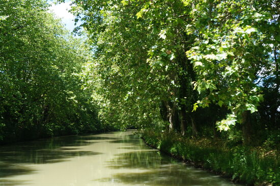 Hier stehen sie noch, die schönen, Schatten spendenden  Platanen.