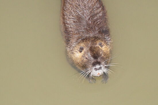 Die Bisamratten holen sich ihr Brot ab.