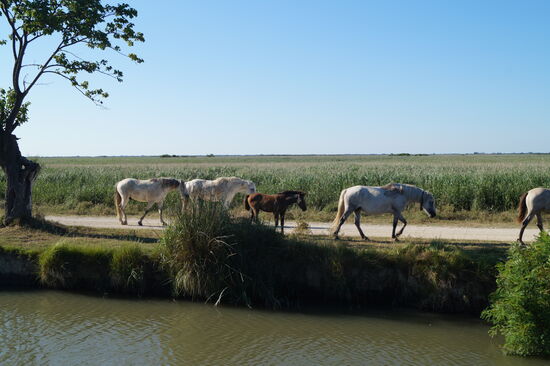 Pferde der Camargue zwischen Gallician und St. Gilles