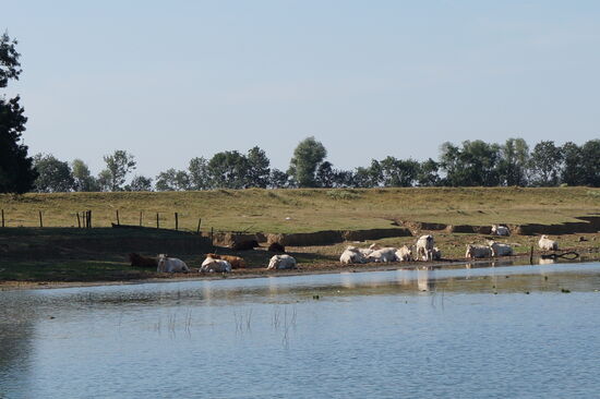 Die gemütliche Saone
