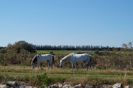 Camargue-Pferde