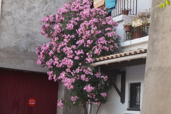 Blumenschmuck in den engen Gässchen von Bouzigues