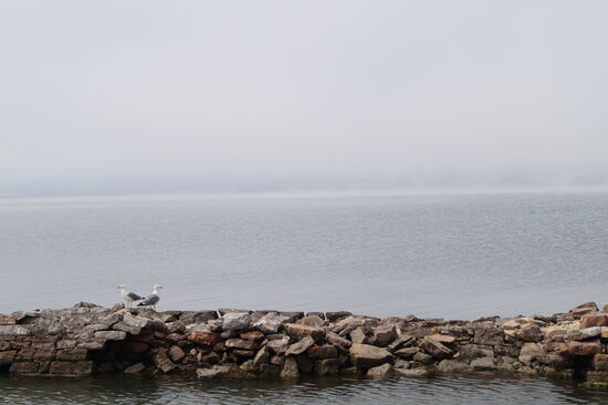 Die Möwen stehen Spalier auf dem Canal du Rhone a Sete