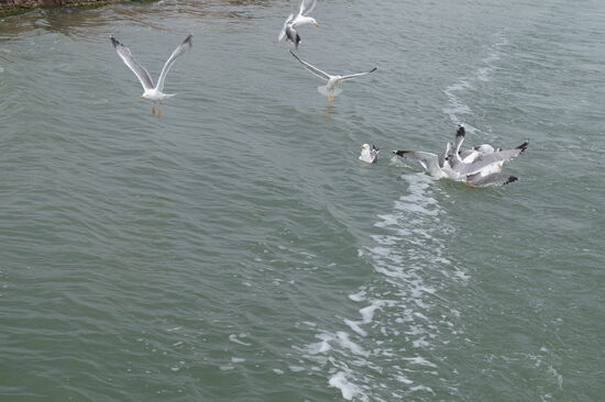 Jede Möwe hat Hunger