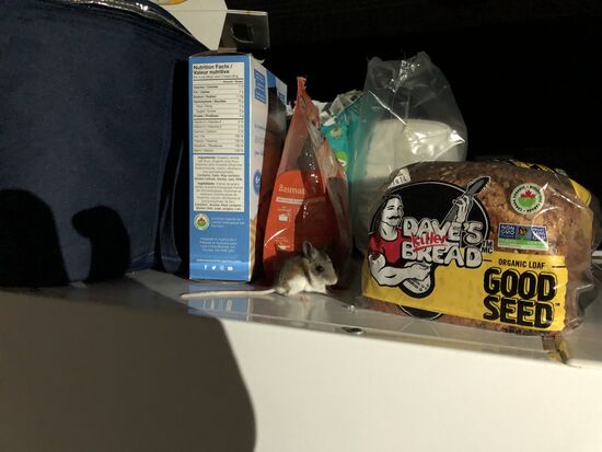 Nächtlicher Besuch an Dave‘s Killer Bread. Der Name ist Programm