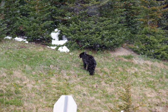 Zwischendrin wird ein Bär gesichtet. Auch hier wieder ohne Netz und doppelten Boden
