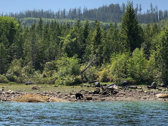 Es traut sich doch ein Bär nach draußen