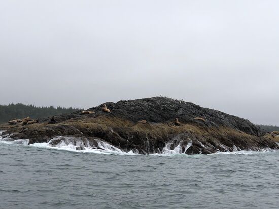 Der Felsen der Seelöwen