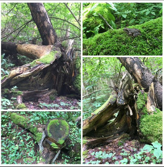 Es war sehr schön im Wald heute nach der großen Stadt gestern pure Erholung, wir essen noch was kleines und fahren entspannt wieder in unsere Unterkunft.......