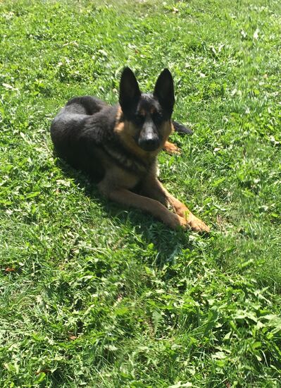 Ein schönes Tier.... hat zwar auch ganz kurz nach dem Hoshi geschnappt, so dass ich ihn wieder in unsere Unterkunft geschafft habe...