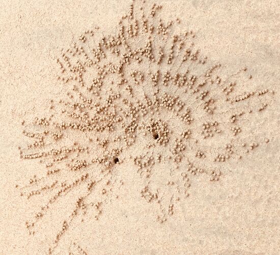 Schöne Muster im Sand von Krabbeltieren