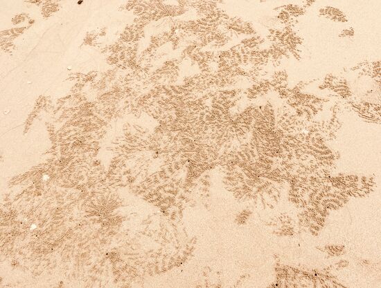 die lustigen Seitwärtskrabbler sind auch da, die sind aber so klein und schnell, dass ich die noch nicht aufs Bild bekommen habe