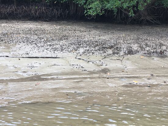 Viele Krabben, leider sieht man das nicht