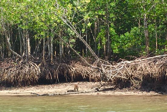 da kommen schon die ersten neugierigen Monkeys