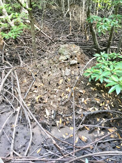 Großer Haufen... ein Krabbenlager????