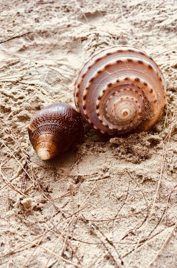 Soooo schöne Muscheln überall........Aber die müssen alle da bleiben