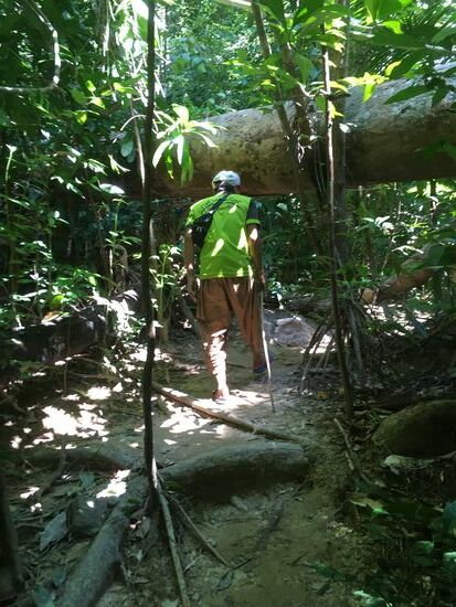 Unser Wanderführer durch den Dschungel zur Höhle und zum Wasserfall und Elefantfüttern... alles für 1200 Baht, kostenloses Wasser und frische Ananas für uns beide inklusive.....  man kann das auch über eine Agentur buchen, da ist zwar noch der Nationalpark dabei für 1200 Baht pro Person,  aber eine Wanderung pro Tag reicht und ist schweißtreibend genug...