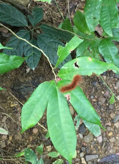 Giftig....nicht anfassen