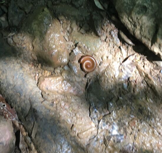 Unbekannte Tiere überall... sowie Geräusche 