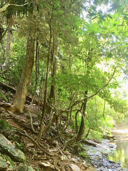 Und zurück geht’s ... kurz erfrischt mit frischer Ananas und viel Wasser