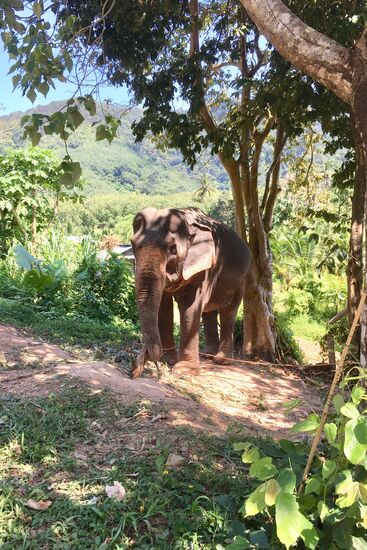 Da ist einer von vielen Elefanten.... wir wollen nicht auf ihnen reiten oder waschen.... nur Füttern mit Zuckerrohr