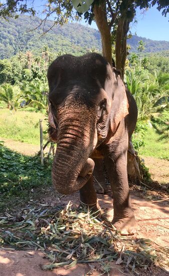 Das ist Sau, 25 Jahre alt