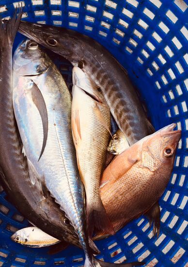 Ausbeute nach der ersten Runde... Thunfisch, 2 Barrakuda und 2 Red Snapper