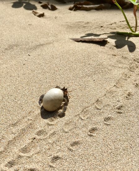 Oder doch eine Spinne? 