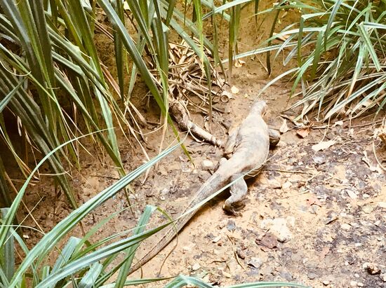 Waran auf der Flucht