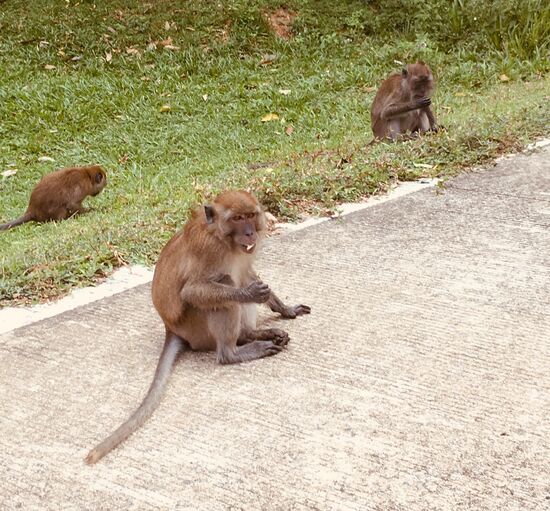 Affenfamilie auch da