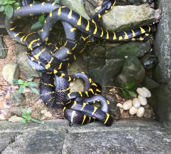 Dolle giftig, erwartet Babys