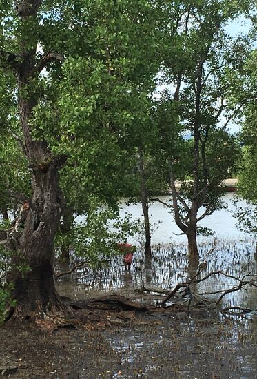 Gerade Ebbe eine Frau läuft rum und stochert im Schlamm, ich frage die Wirtin, sie meint sie sucht nach Muscheln ...