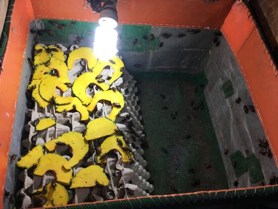 Das auch ni... ich glaube das sind Kakerlaken