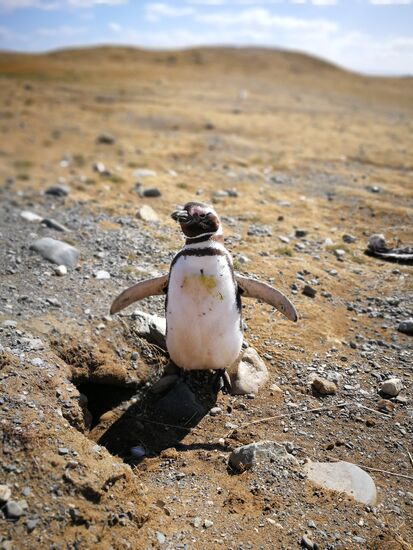 Fliegen geht nicht ….