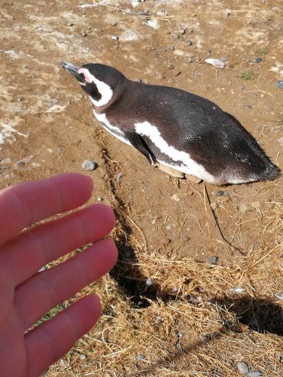 Pingus - zum Greifen nah!