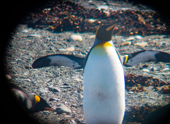 wohl dem, der ein Fernglas hat...